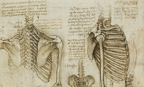 Studi anatomici di Leonardo da Vinci